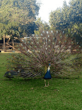 Contato com a Fauna